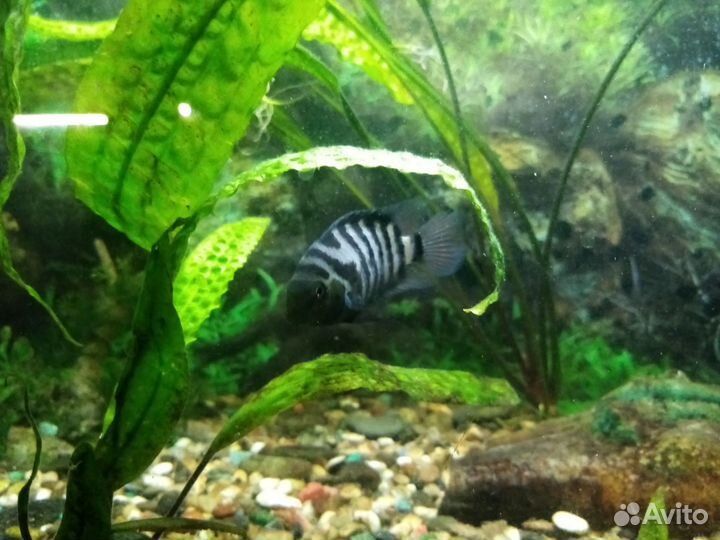 Рыба цыхлиды