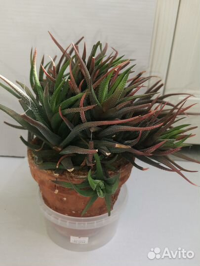 Комнатные цветы