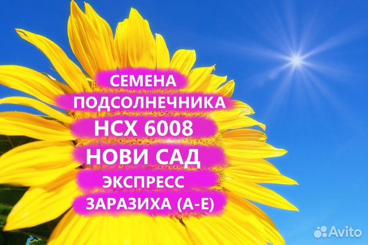 Семена подсолнечника нсх 6008 Экспресс Гибриды