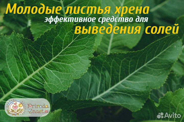 Хрен столовый