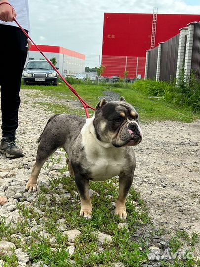 Американский булли