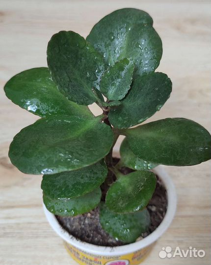 Комнатные растения - суккуленты