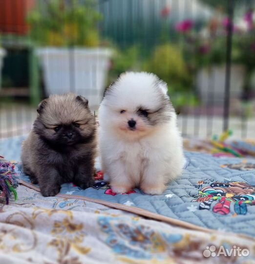 Щенки шпица. Для резервирования