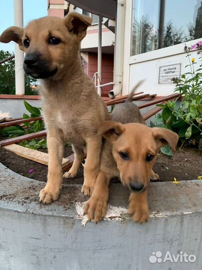 Собака в добрые руки