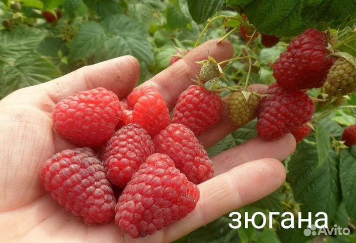 Саженцы малины. Малина