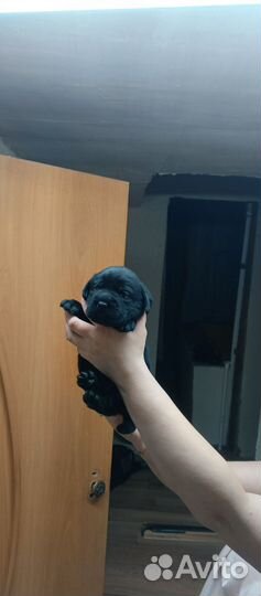 Щенки лабрадора