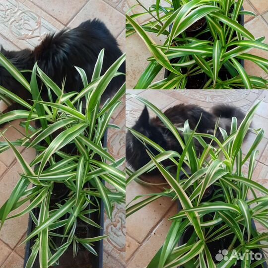 Традесканции Клеродендрум Эсхинантус. Ампельные