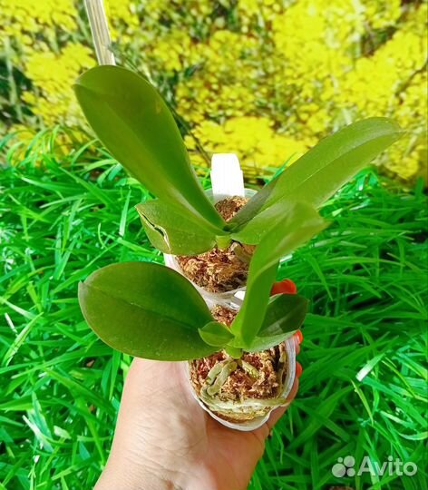 Орхидея биглип бабочка