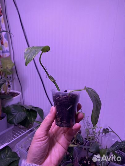 Эпипремнум золотистый