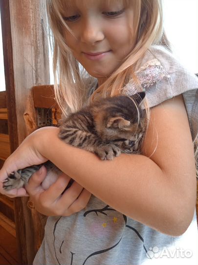 Котенок полосатый 1 месяц