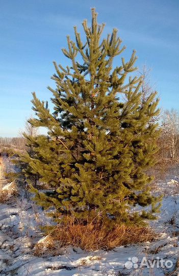 Сосна обыкновенная