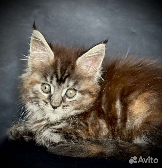 Котята мейн-кун девочки и мальчики