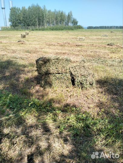 Корма для сельскохозяйственных животных