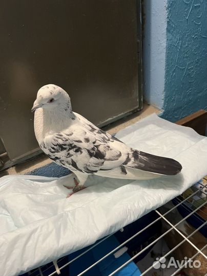 Пристраиваются голуби