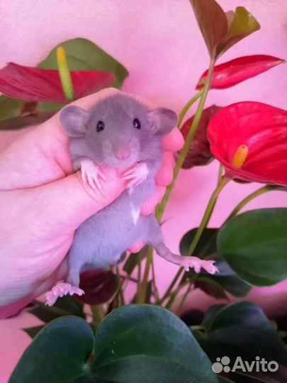 Крыса крысята дамбо девочки