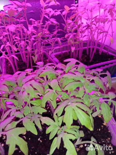 Рассада своя(перец сладкий, горький, томаты,др)