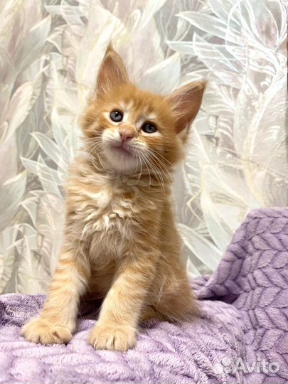 Котята мейн-кун