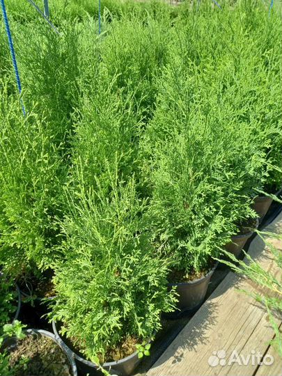 Хвойные растения саженцы