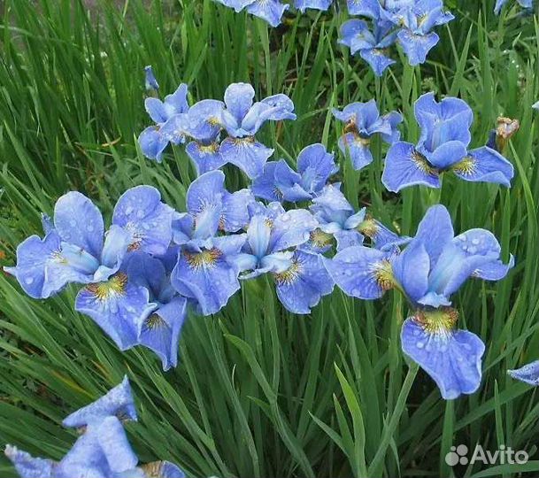 Ирис сибирский