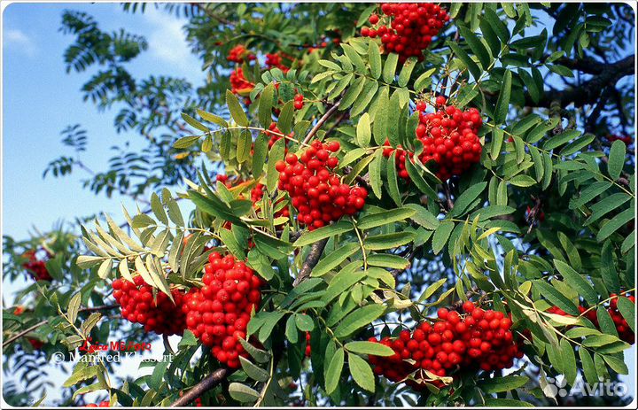 Рябина, клён остролистный, сосна, дуб, ясень