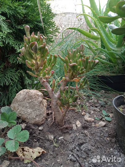 Толстянка хоббит