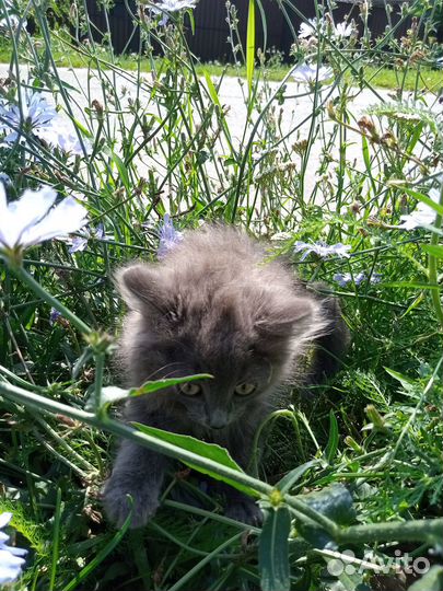 Хочу быть домашним котиком