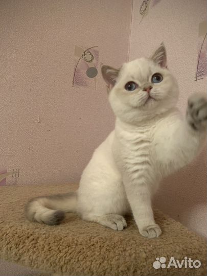 Британская