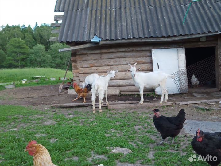 Продается коза и козлята