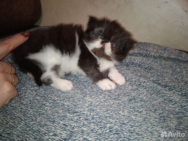 Персидский кот вязка