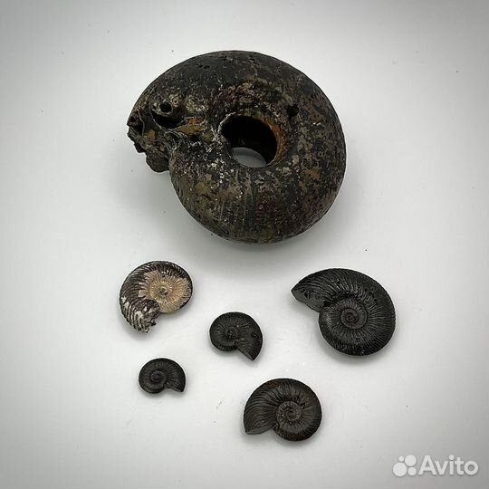 Набор Аммонитов окаменелость ископаемое