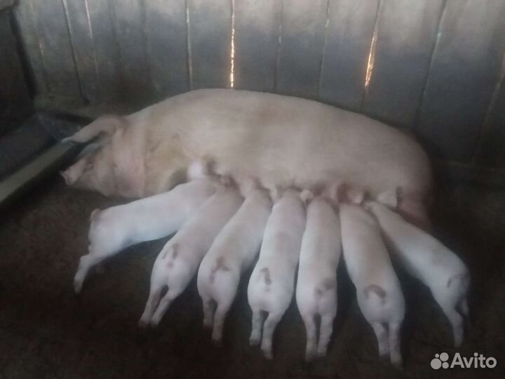 Крупно белая