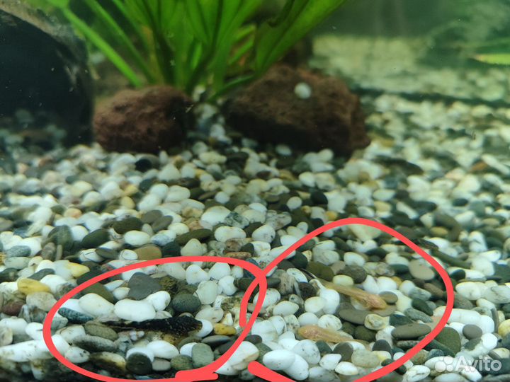 Сомики анциструсы