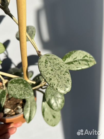 Хойя wilbur graves