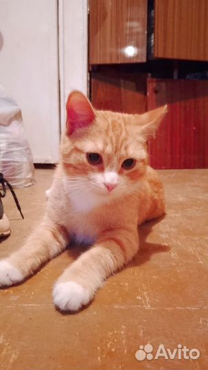 Отдаем котёнка в добрые руки