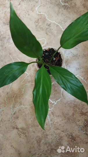 Спатиф. Сильвер Голд и Старое Привидение