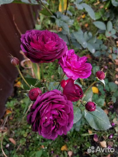 Саженцы роз