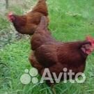 Куры несушки с доставкой