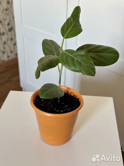 Фикус бенгальский одри