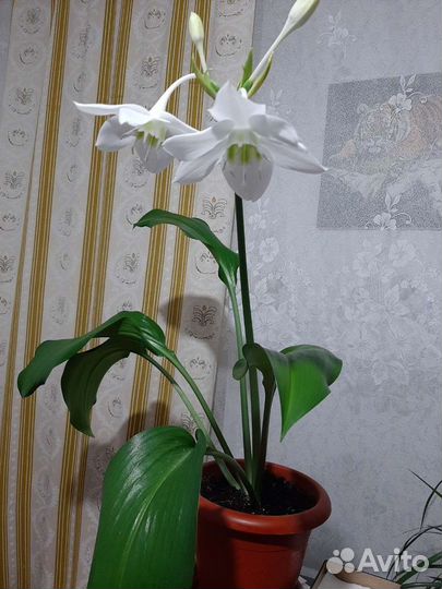Эухарис амазонская лилия