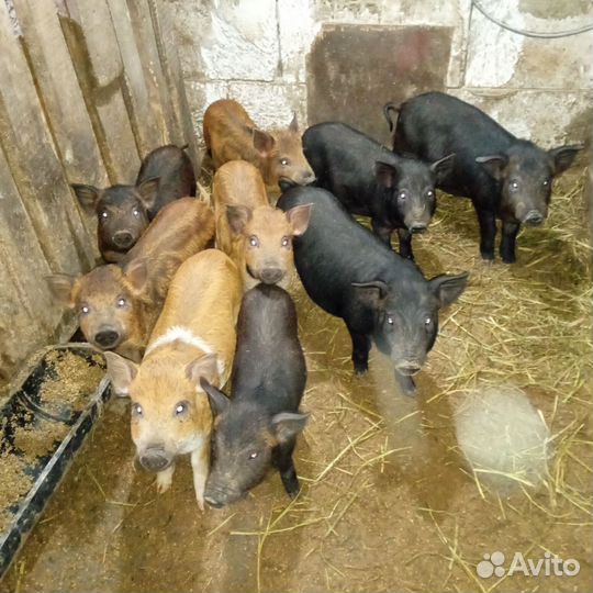 Поросята породы дюрок