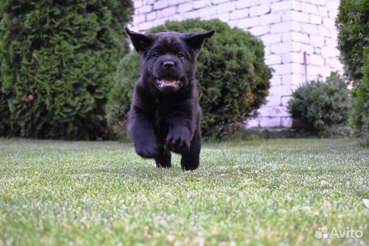 Черный кобель