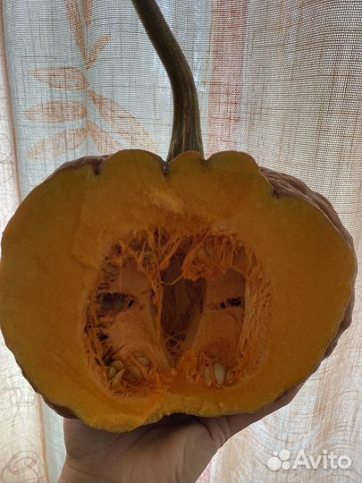 Тыква Когику семена