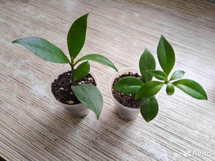 Эсхинантусы