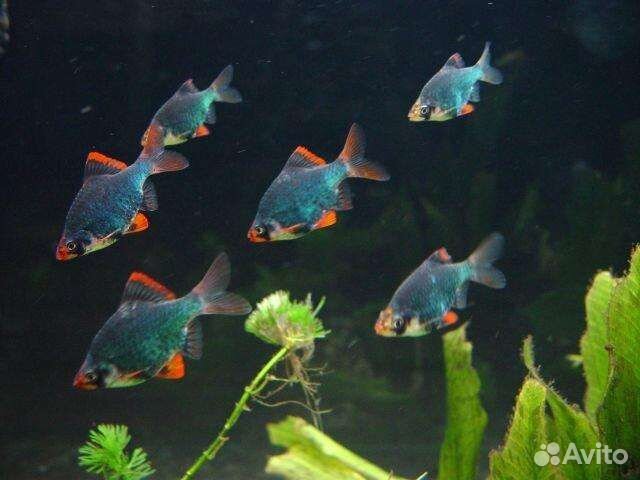 Аквариумные рыбки