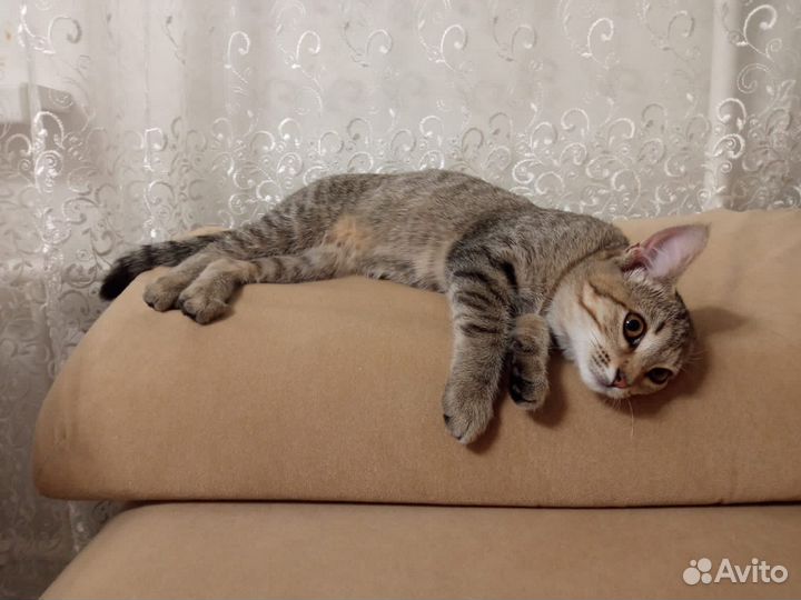 Котёнок девочка в добрые руки
