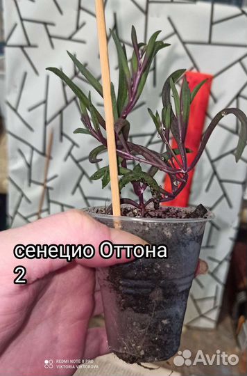 Сенецио Оттона