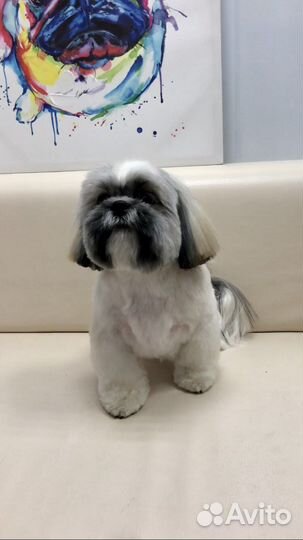 Услуги грумера