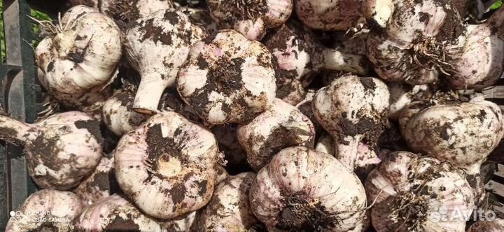 Продаю крупный чеснок 400кг (оптом)