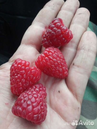 Саженцы крупноплодная малина, крыжовник