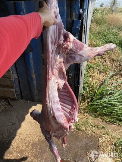 Мясо баранина свежая